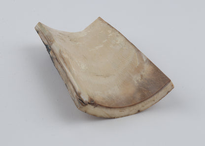 Beige-brown mammoth bark