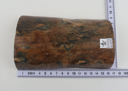 Beige-blue mammoth bark
