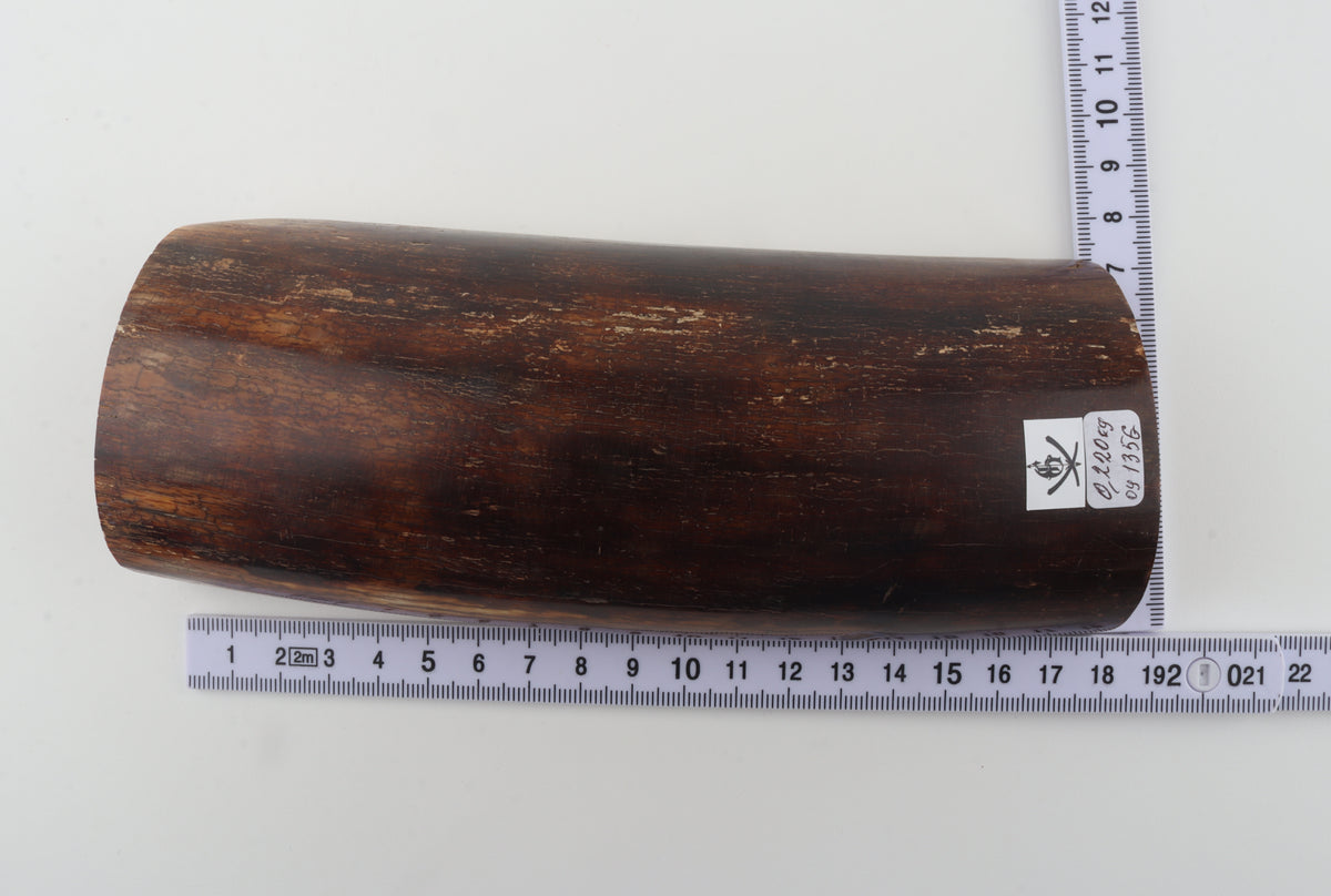 Brown mammoth bark