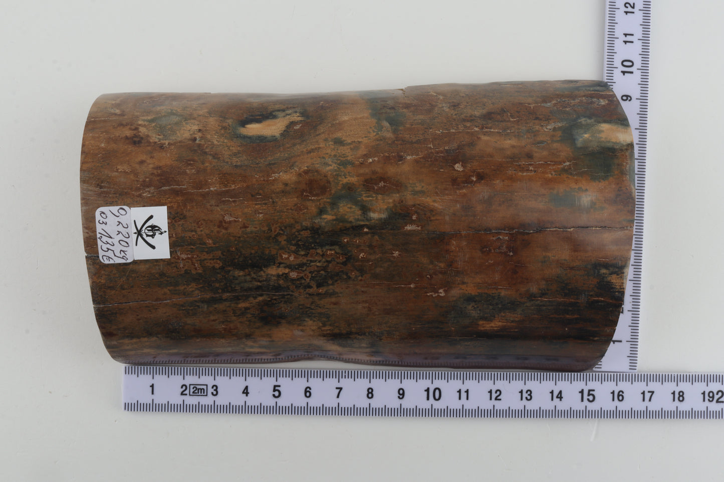 Beige-blue mammoth bark