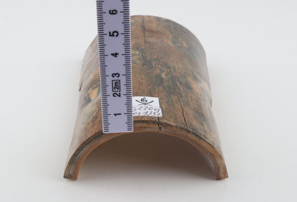Beige-blue mammoth bark