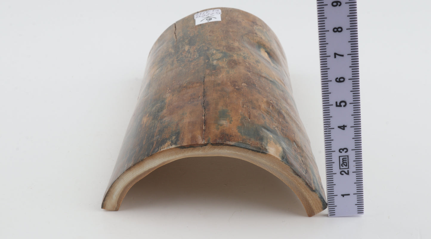Beige-blue mammoth bark