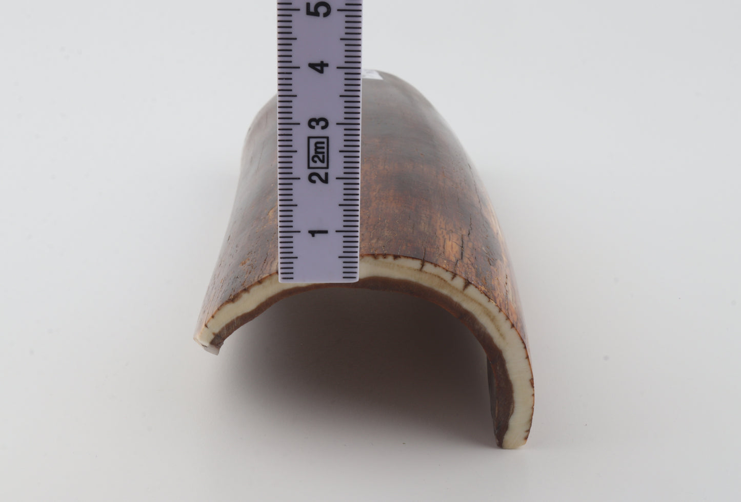 Brown mammoth bark