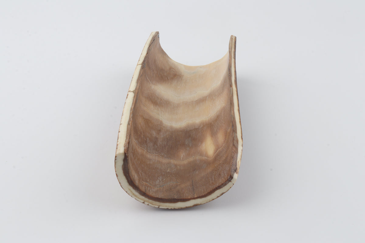 Brown mammoth bark