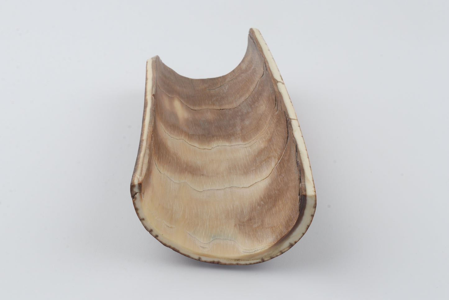Brown mammoth bark
