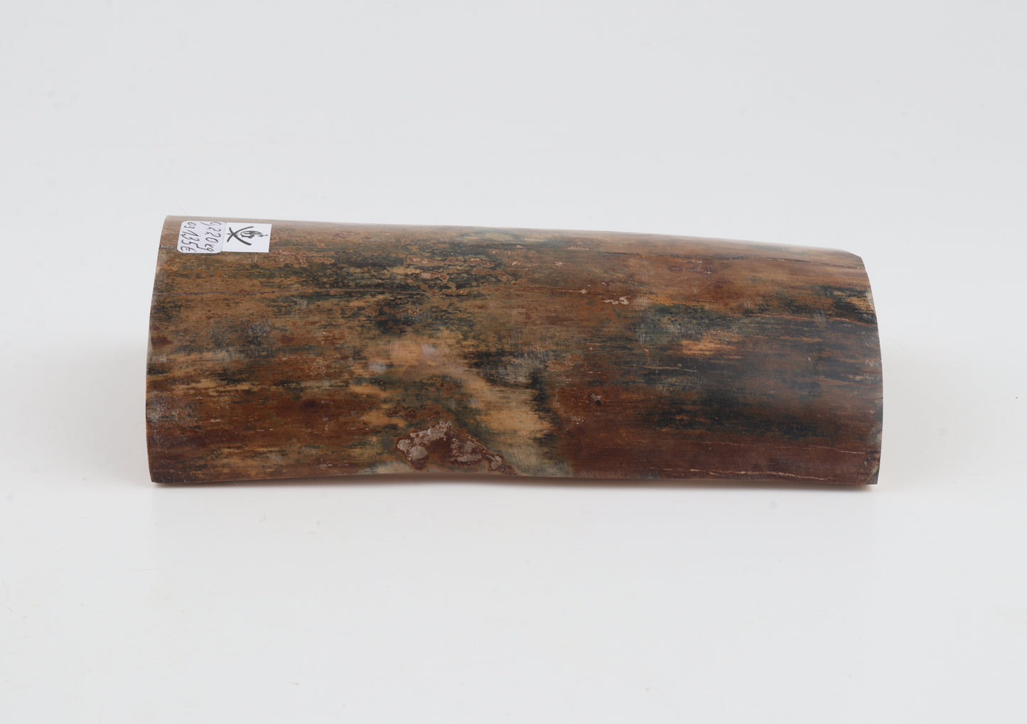 Beige-blue mammoth bark