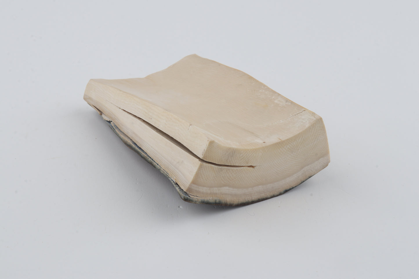 Brown-blue mammoth bark