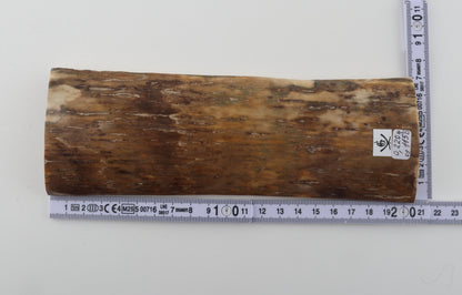 Beige mammoth bark