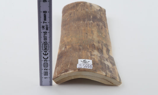 Beige mammoth bark