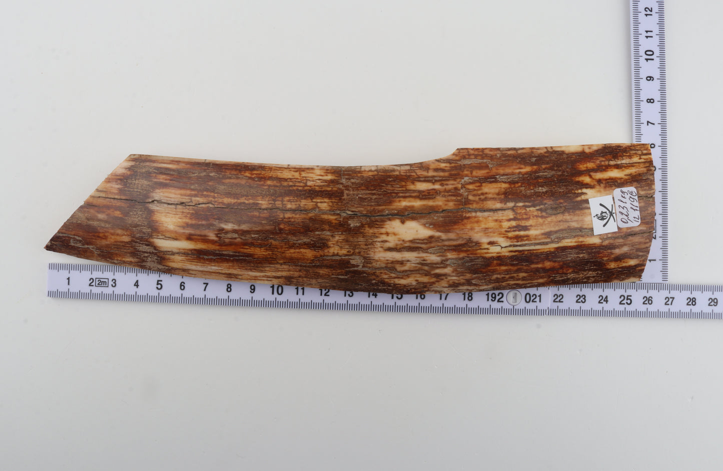 Orange-brown mammoth bark