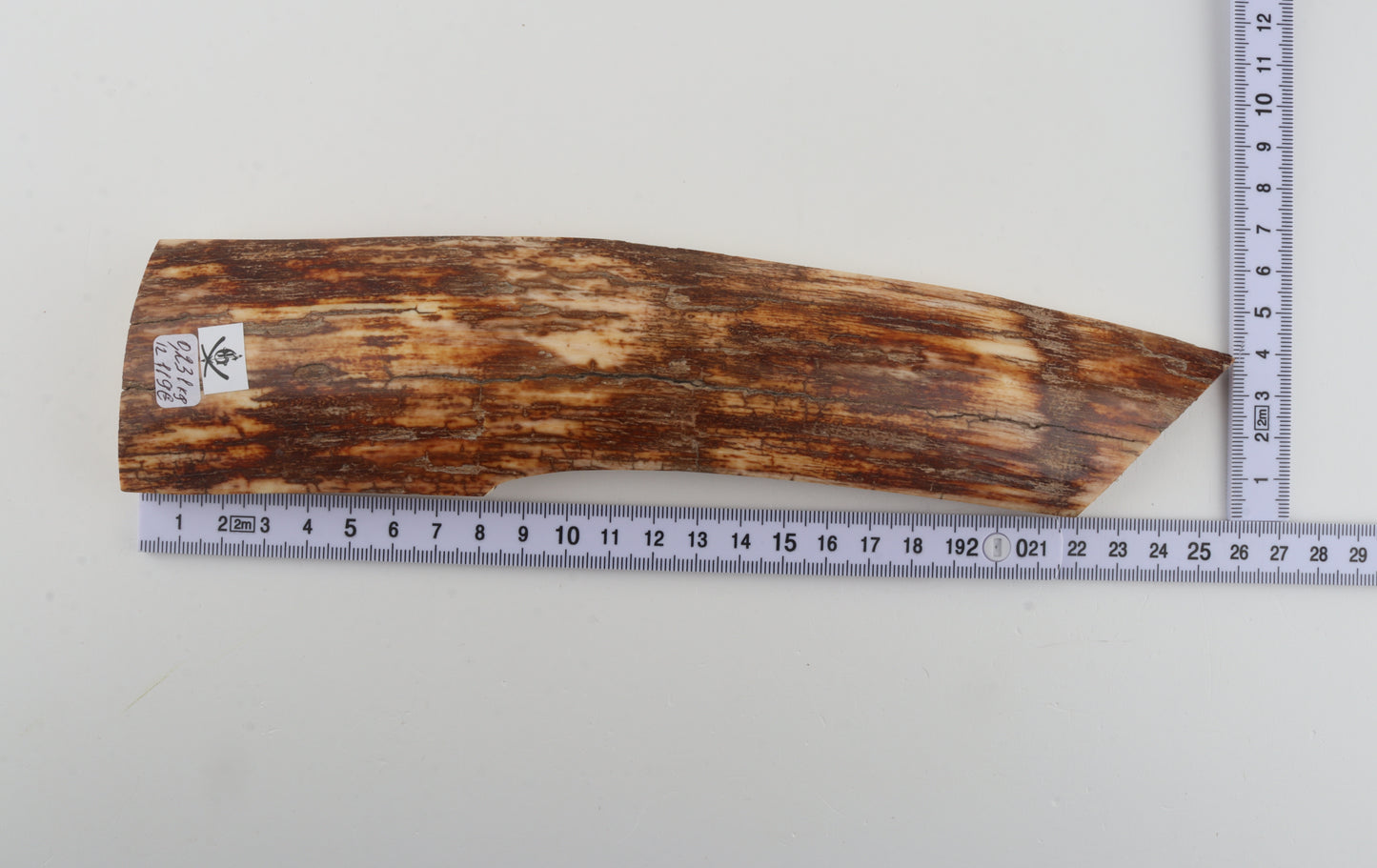 Orange-brown mammoth bark