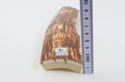 Orange-brown mammoth bark