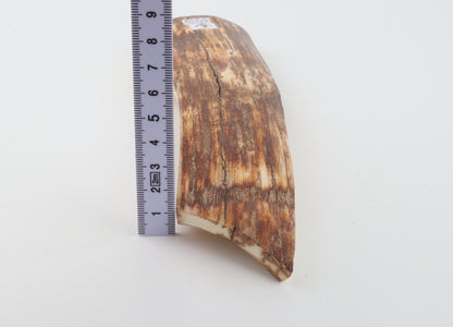 Orange-brown mammoth bark