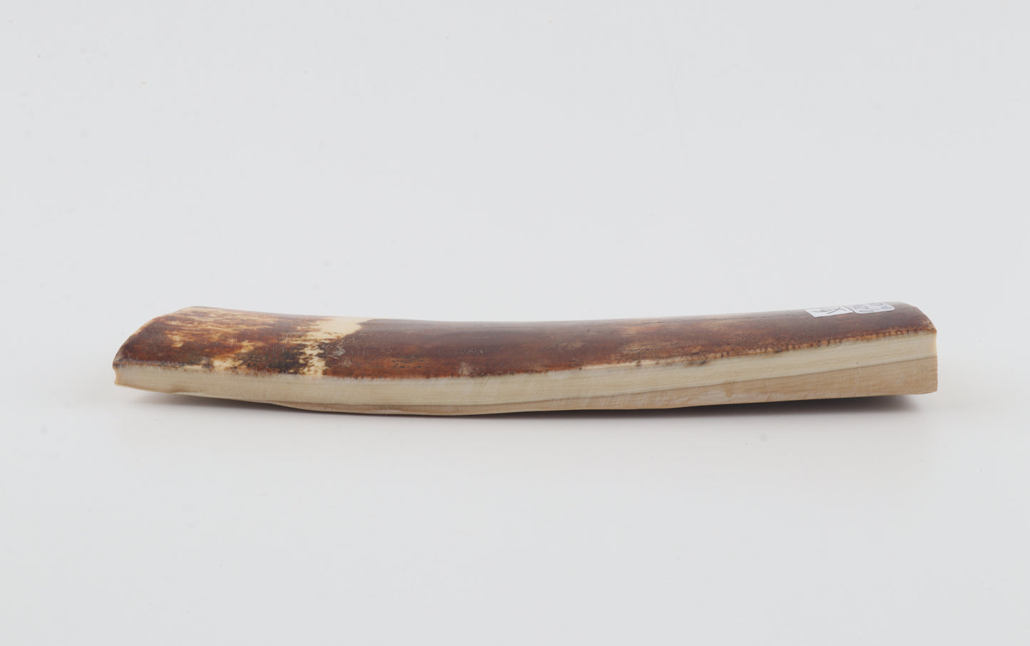 Brown-caramel mammoth bark