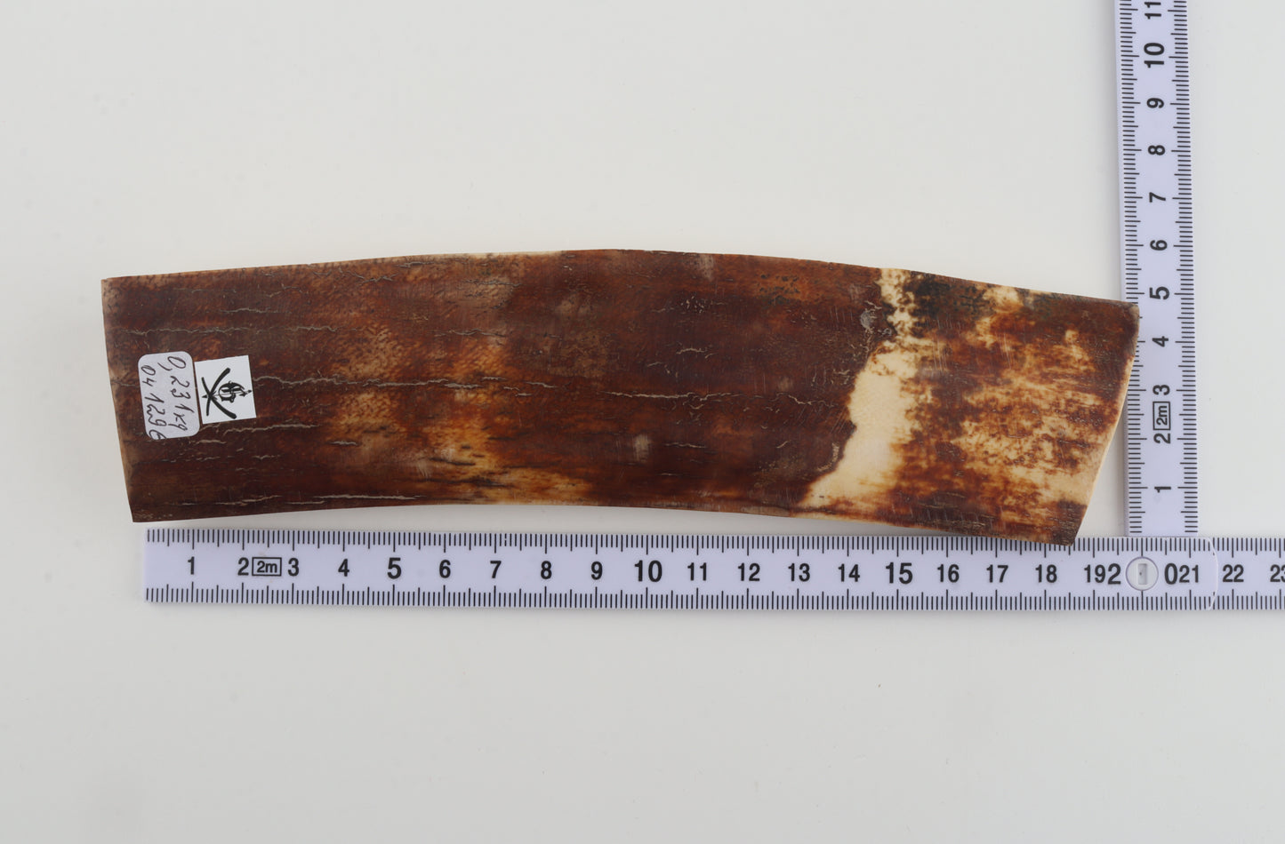 Brown-caramel mammoth bark
