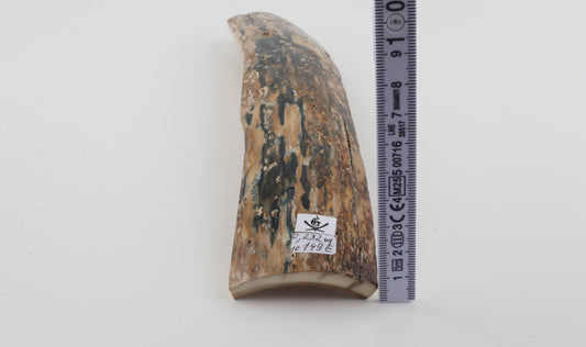 Natural woolly mammoth bark