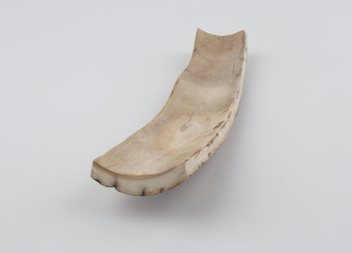 Natural woolly mammoth bark