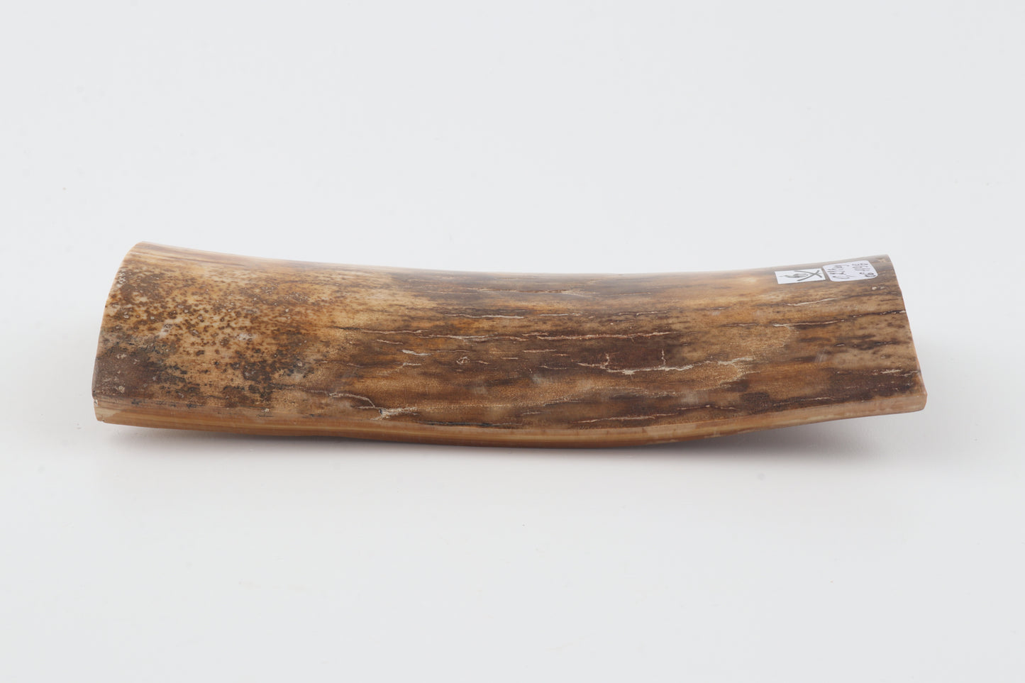 Beige mammoth bark
