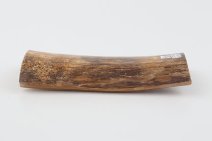 Beige mammoth bark