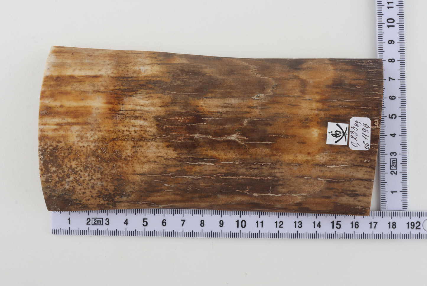 Beige mammoth bark