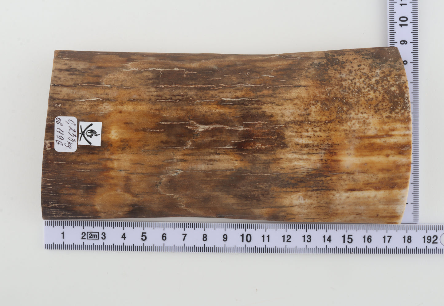 Beige mammoth bark