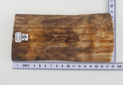 Beige mammoth bark