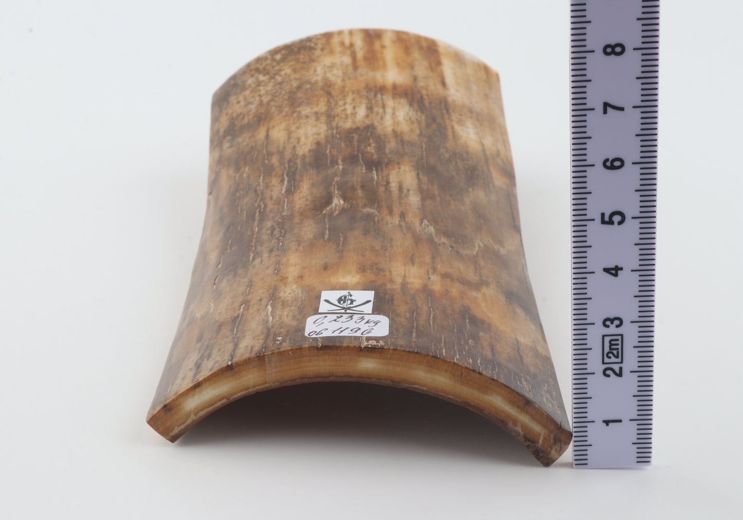 Beige mammoth bark