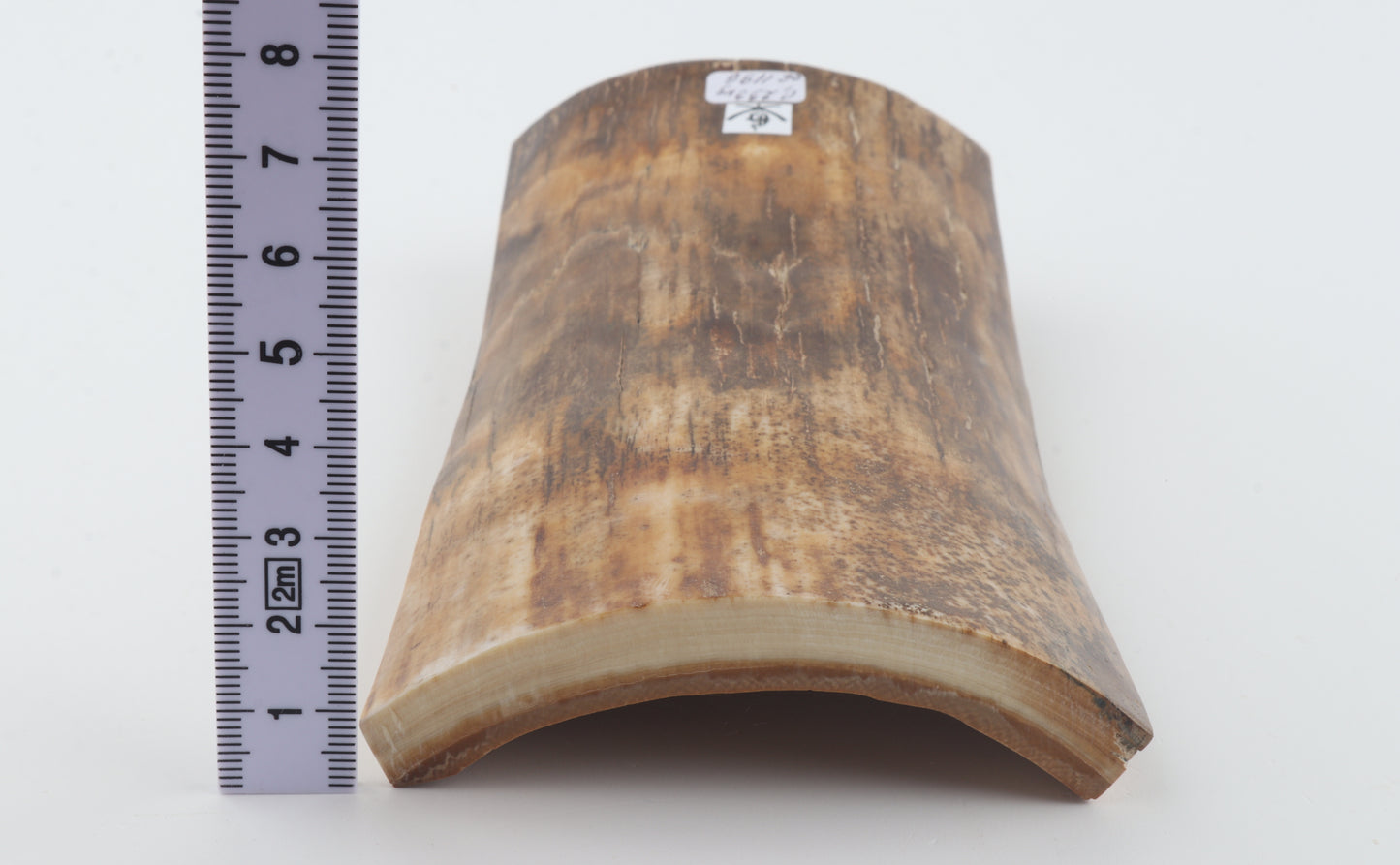 Beige mammoth bark
