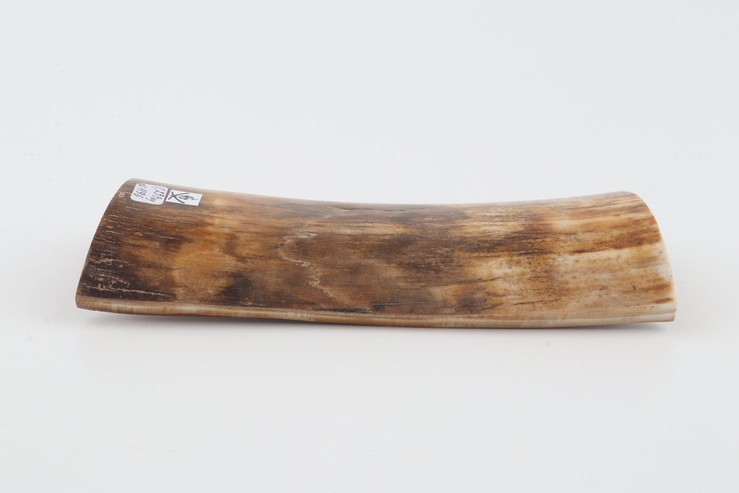 Beige mammoth bark