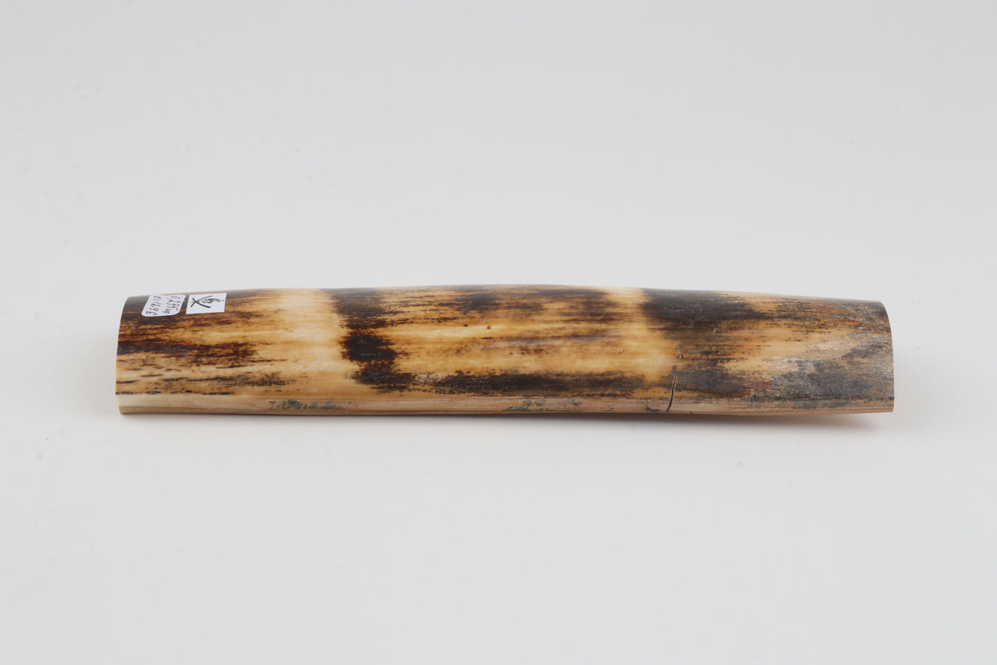 Orange-brown mammoth bark
