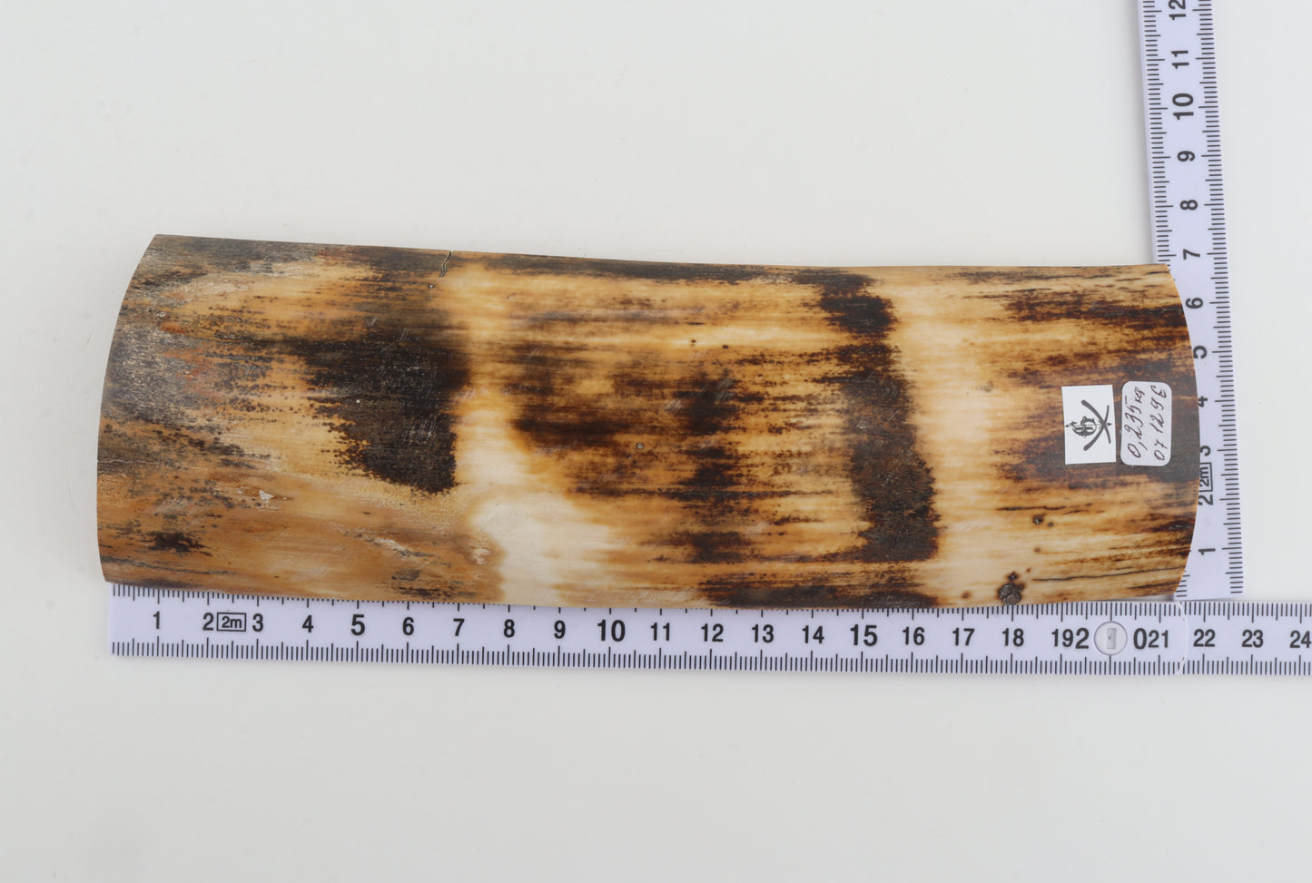 Orange-brown mammoth bark