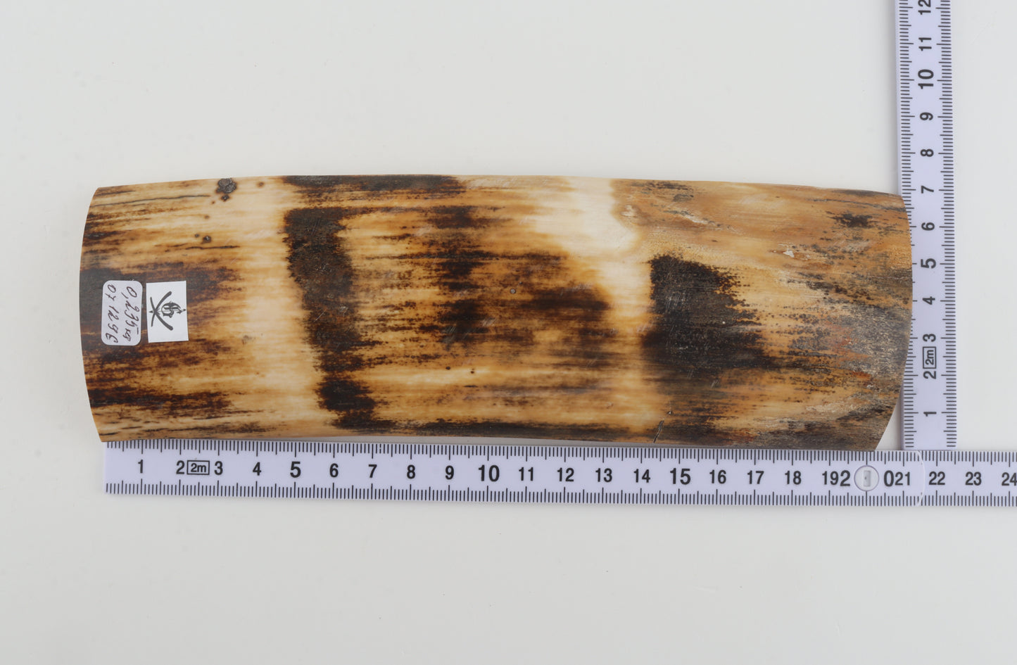 Orange-brown mammoth bark