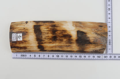 Orange-brown mammoth bark