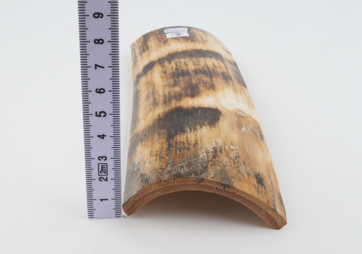 Orange-brown mammoth bark