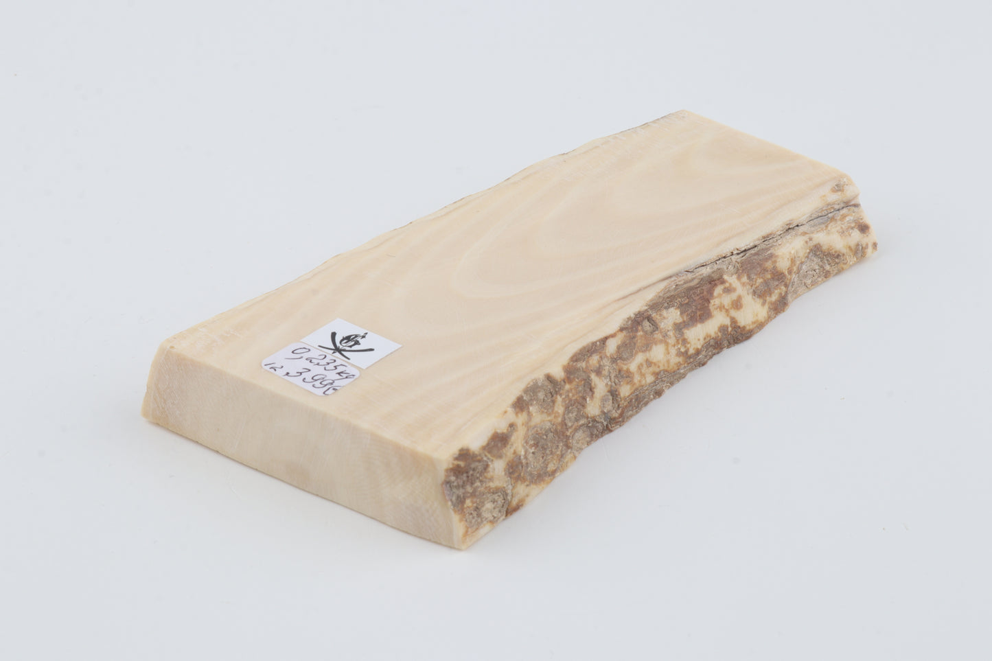 White mammoth ivory segment