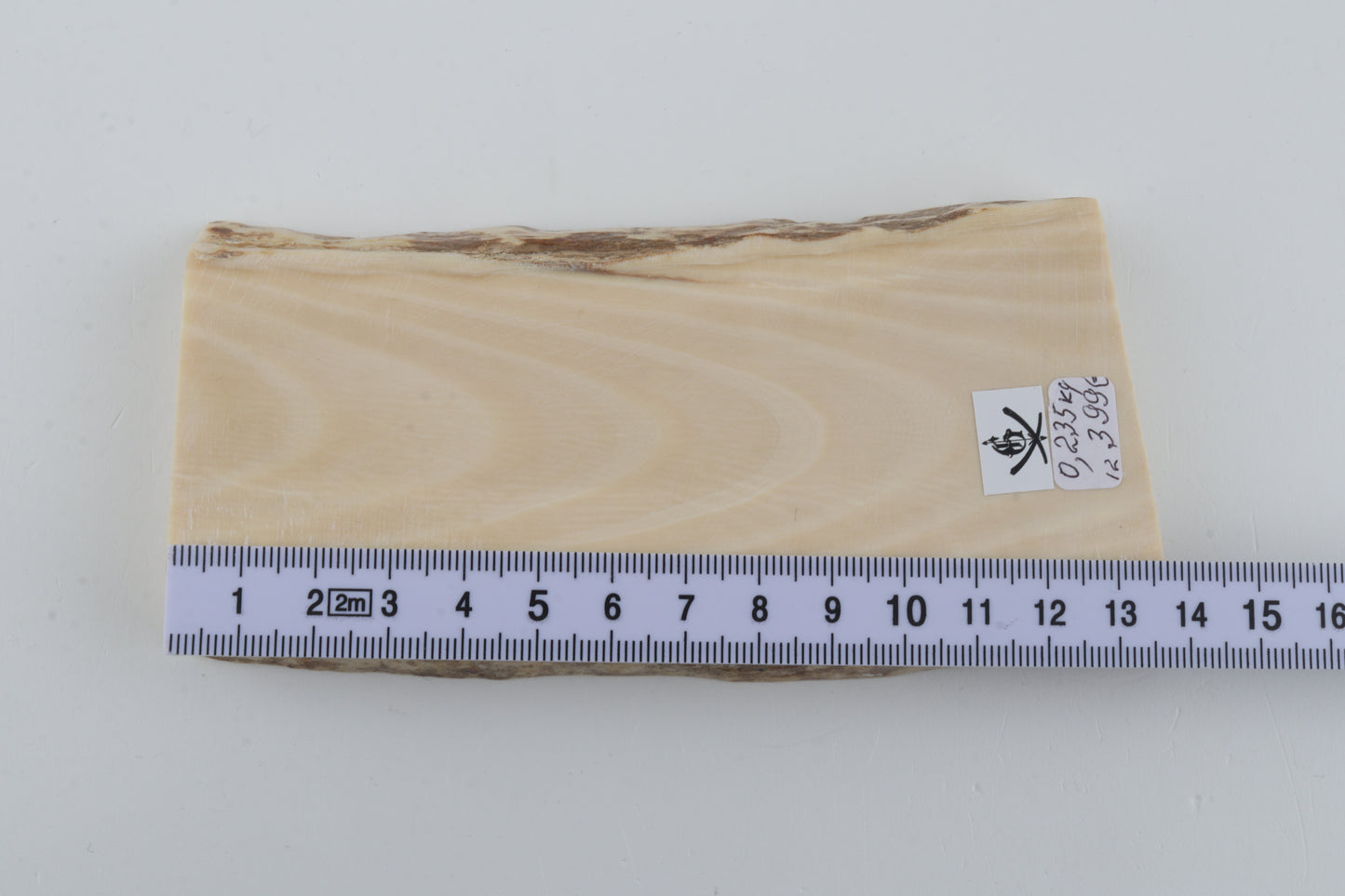 White mammoth ivory segment
