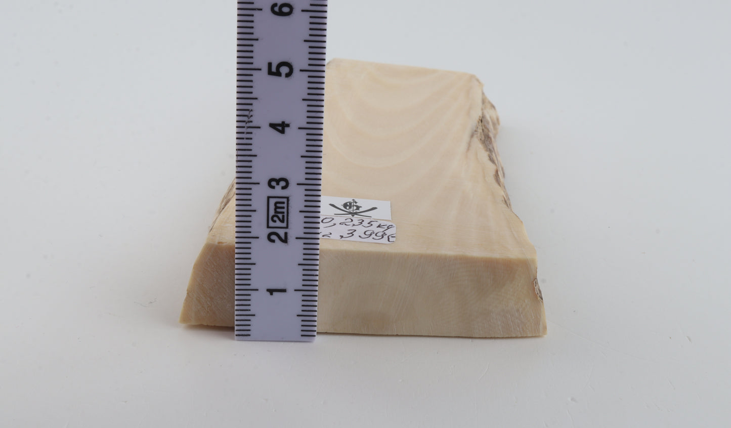 White mammoth ivory segment