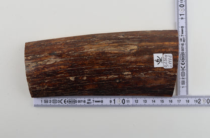 Brown-caramel mammoth bark