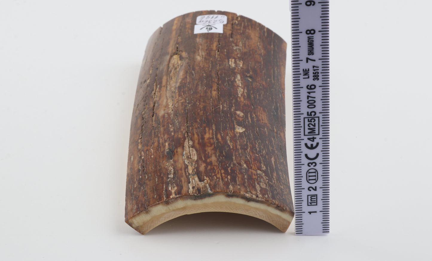 Brown-caramel mammoth bark