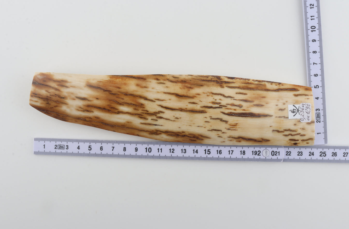 White-orange mammoth bark