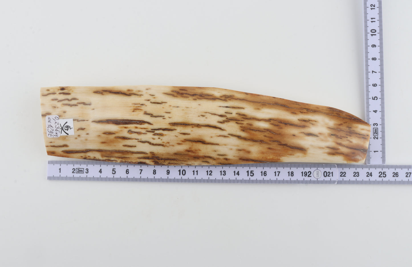 White-orange mammoth bark