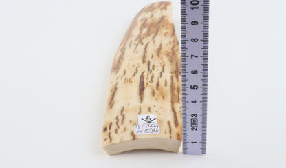 White-orange mammoth bark