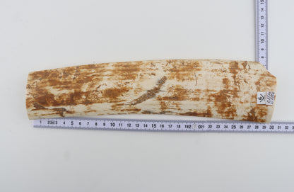Beige-orange mammoth bark
