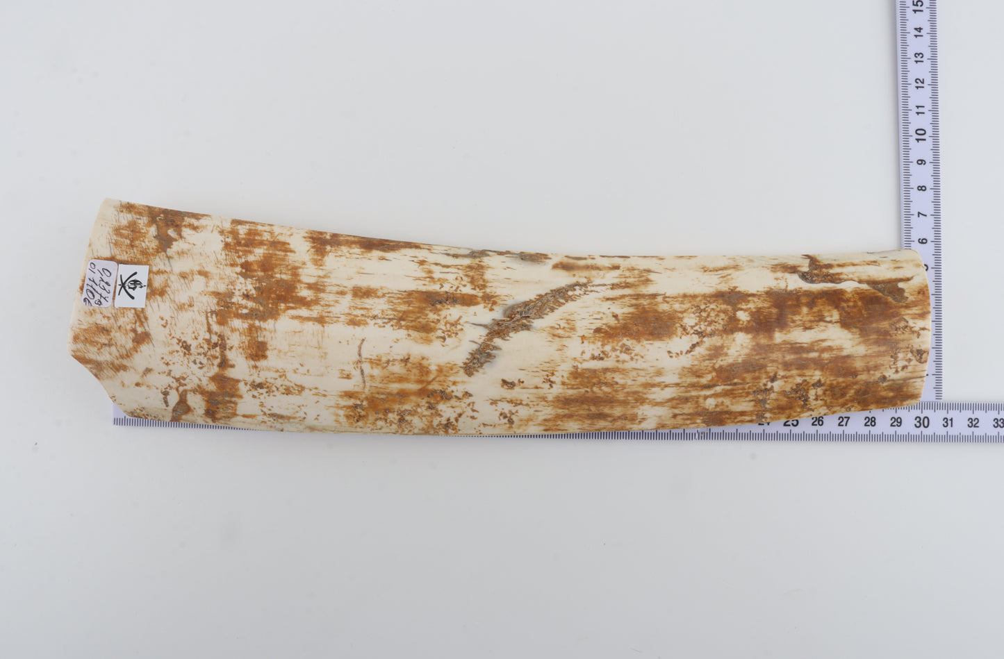 Beige-orange mammoth bark