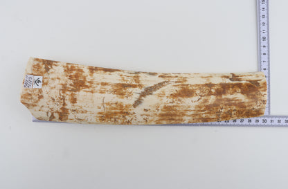 Beige-orange mammoth bark