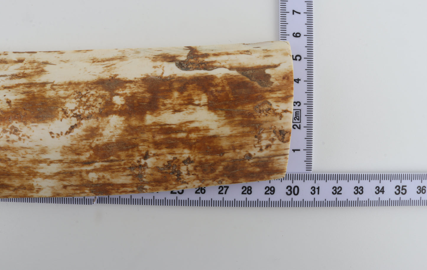 Beige-orange mammoth bark