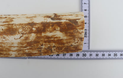 Beige-orange mammoth bark