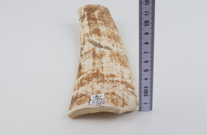 Beige-orange mammoth bark