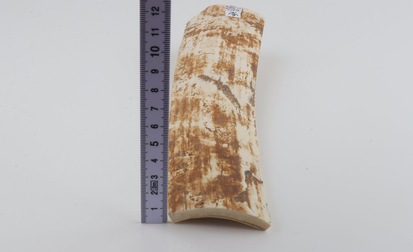 Beige-orange mammoth bark