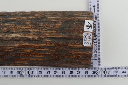 Multicoloured mammoth bark